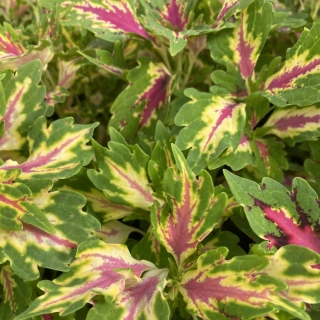 Africká kopřiva-Coleus Down Town- Vegas Neon 153 G