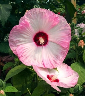 Ibišek bahenní-Hibiscus x moscheutos - ‘Luna Pink Swirl’ - 1041B