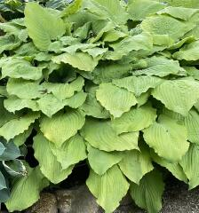 Bohyška, Hosta Age of Gold 3155