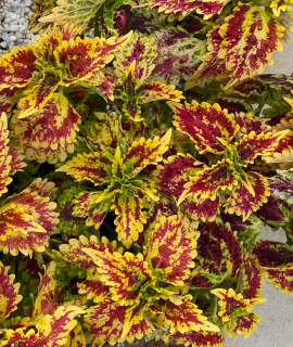 Africká kopřiva-Coleus vícebarevný 154 A
