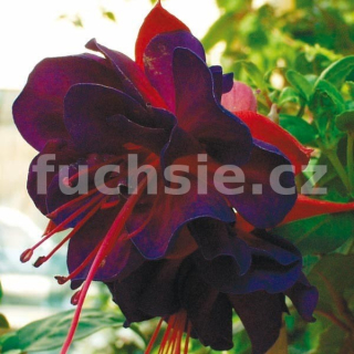 Voodoo Fuchsie (Tirer USA 1953)