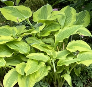 Bohyška, Hosta Sum Substance 3159