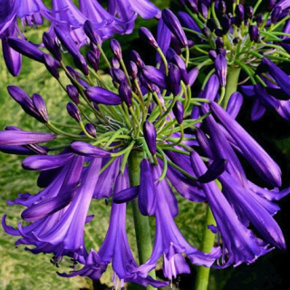 Agapanthus – "Black Buddhist " - 1083C